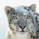 Illustration for article titled Original Snow Leopard Was Too Blood Thirsty for Mac OS X Box